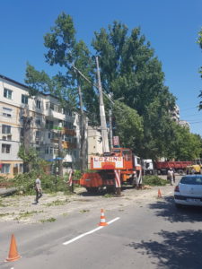 taieri arbori